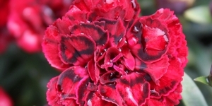 Dianthus
<br />Super Trouper 'Butterfly Dark Red'
