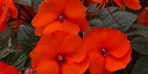 Sunpatiens
<br />Compact 'Hot Coral'