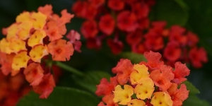Lantana
<br />Bloomify 'Red'