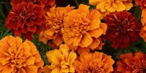 Marigolds
<br />'Fireball'