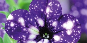 Petunia
<br />'Night Sky'