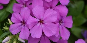 Phlox
<br />Gisele 'Violet Light'