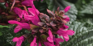 Salvia
<br />'Rockin' Fuchsia'