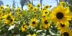 Sunflower
<br />'Sunfinity'