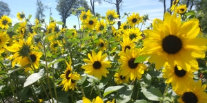 Sunflower
<br />'Sunfinity'