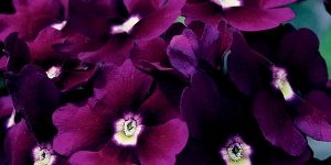Verbena
<br />Lanai 'Royal Purple w/Eye'
