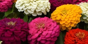 Zinnia
<br />'Zesty Mix'