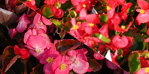 Begonias