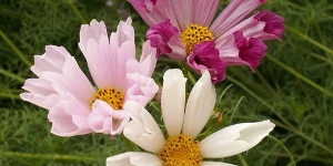 Cosmos
<br />'Seashell Mix'