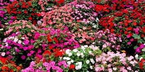 Impatiens
