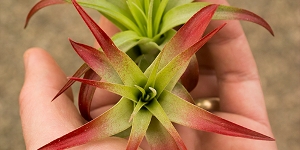 Brachycaulos (enhanced)