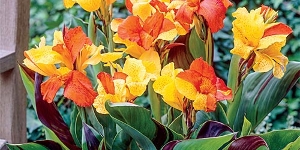 Assorted Cannas
<br />Cleopatra