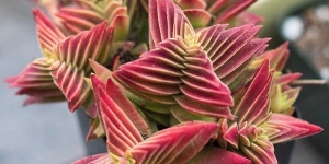 Crassula Shark's Tooth