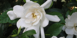 Gardenia Bushes