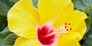 Hibiscus Bushes, Trees, and Hanging Baskets