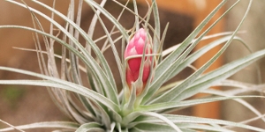 Houston Dark Pink (w/spike)