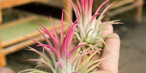 Ionantha Raspberry