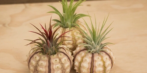 Sputnik Shells w/air plants