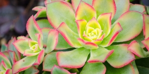 Aeonium Kiwi