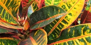 Croton