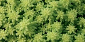 Sedum Fine Leaf Gold