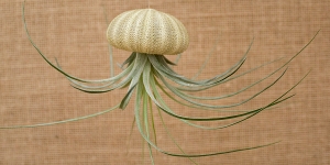 Striped Urchin Hanging Shell w/air plant