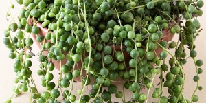 String of Pearls
