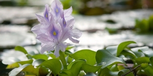 Water Hyacinth