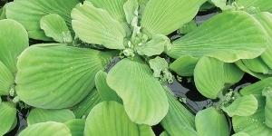 Water Lettuce