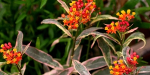 Asclepias
<br />'Monarch Promise'
