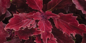 Coleus
<br />'Colorblaze Royal Cherry Brandy'