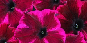 Petunia
<br />'Crazytunia Cosmic Purple'