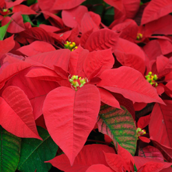 Featured Plants & Flowers - Eckerts Greenhouse - redP2