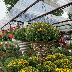 Fall - Eckerts Greenhouse - CONEBSKTMUMS