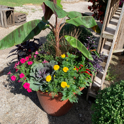 Fall - Eckerts Greenhouse - FALLCOMBOS