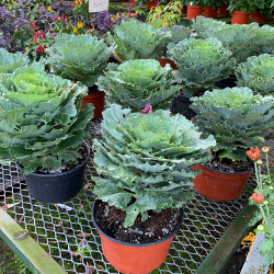 Fall - Eckerts Greenhouse - ORNKALE