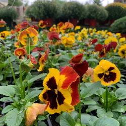Fall - Eckerts Greenhouse - PANSIES