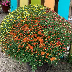Fall - Eckerts Greenhouse - TRIMUMS