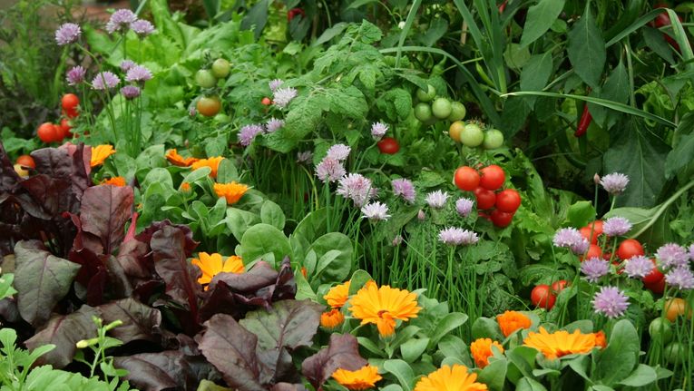 Top 5 Benefits of Companion Planting - Eckert's Greenhouse: Garden Center &amp; Plant Nursery in Sterling Heights, MI - companionplants2