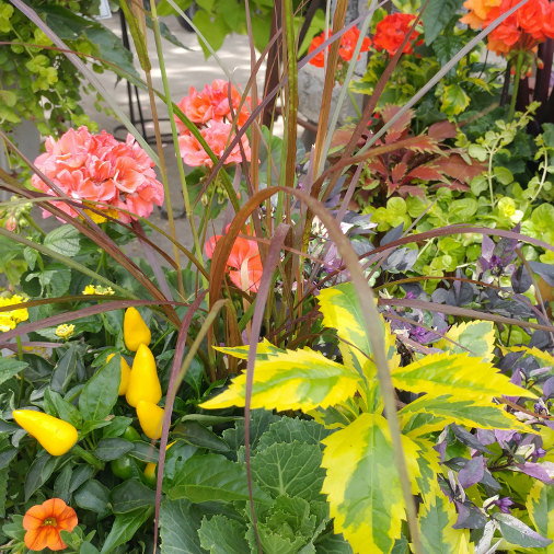 Fall - Eckerts Greenhouse - fallcombos