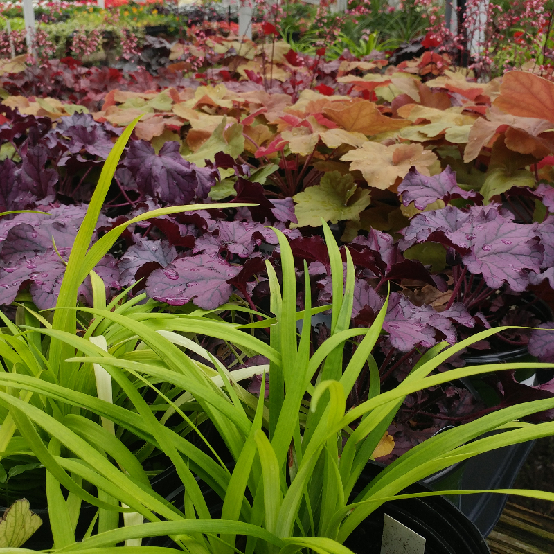 Fall - Eckerts Greenhouse - heuchera