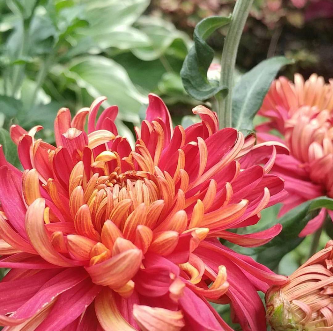 Fall - Eckerts Greenhouse - torchsong