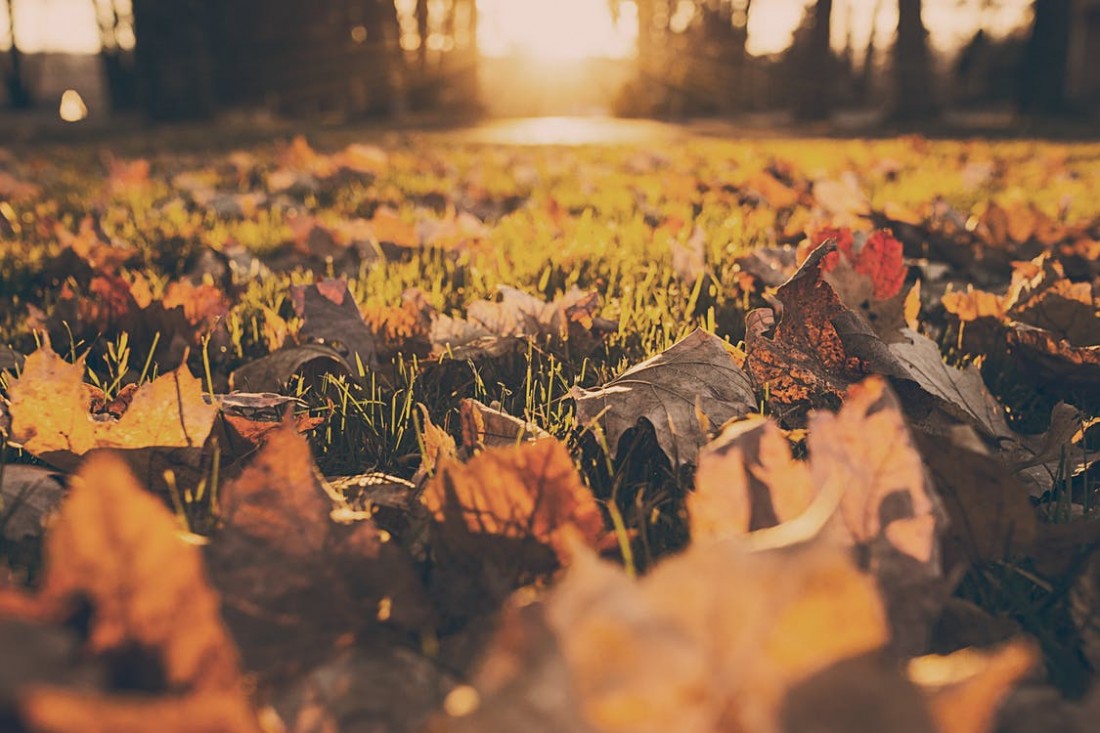 Fall Leaves = FREE Fertilizer - Plant Nursery: Michigan Gardening Tips | Eckert's Greenhouse - mulching-leaves