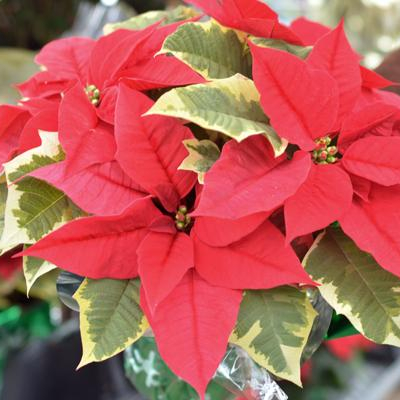 Featured Plants & Flowers - Eckerts Greenhouse - tapestry-poinsettia-SQ