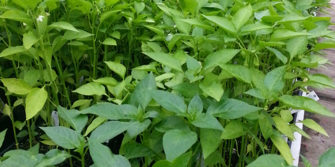 Vegetable Varieties - Eckerts Greenhouse - vegetable_flats