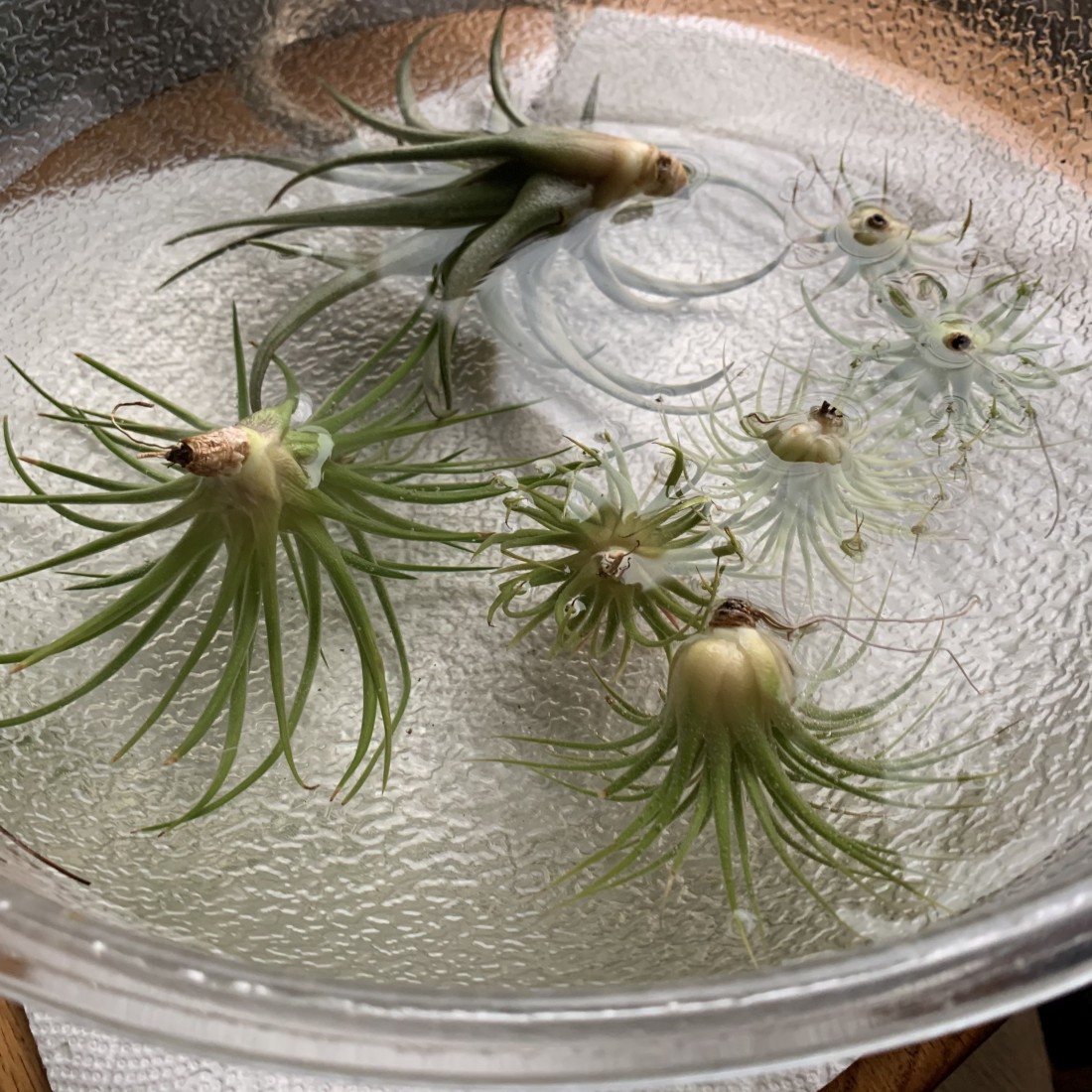 Air Plants 101 - Plant Nursery: Michigan Gardening Tips | Eckert's Greenhouse - IMG-8450