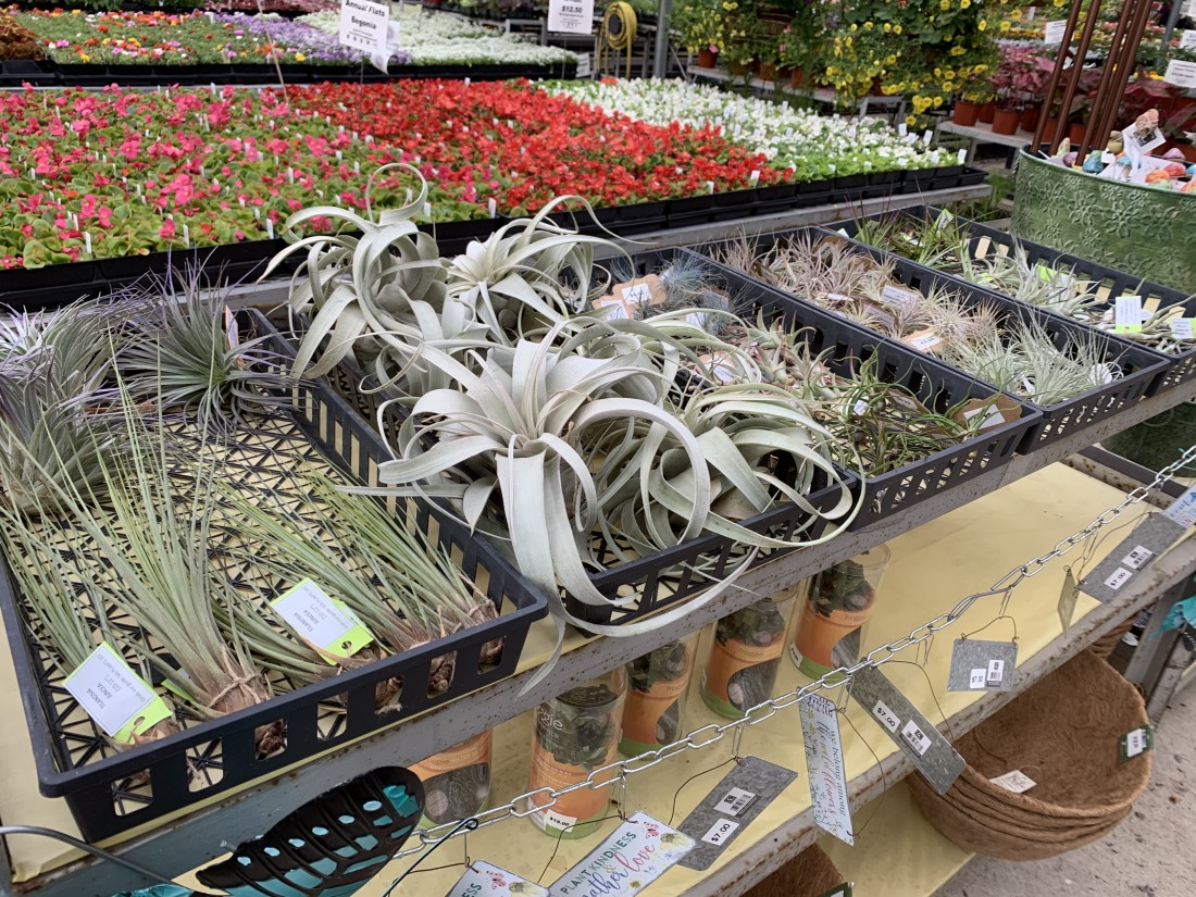 Air Plants 101 - Plant Nursery: Michigan Gardening Tips | Eckert's Greenhouse - IMG-8761