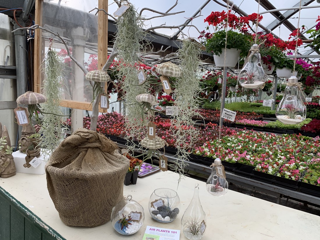 Air Plants 101 - Plant Nursery: Michigan Gardening Tips | Eckert's Greenhouse - IMG-8762