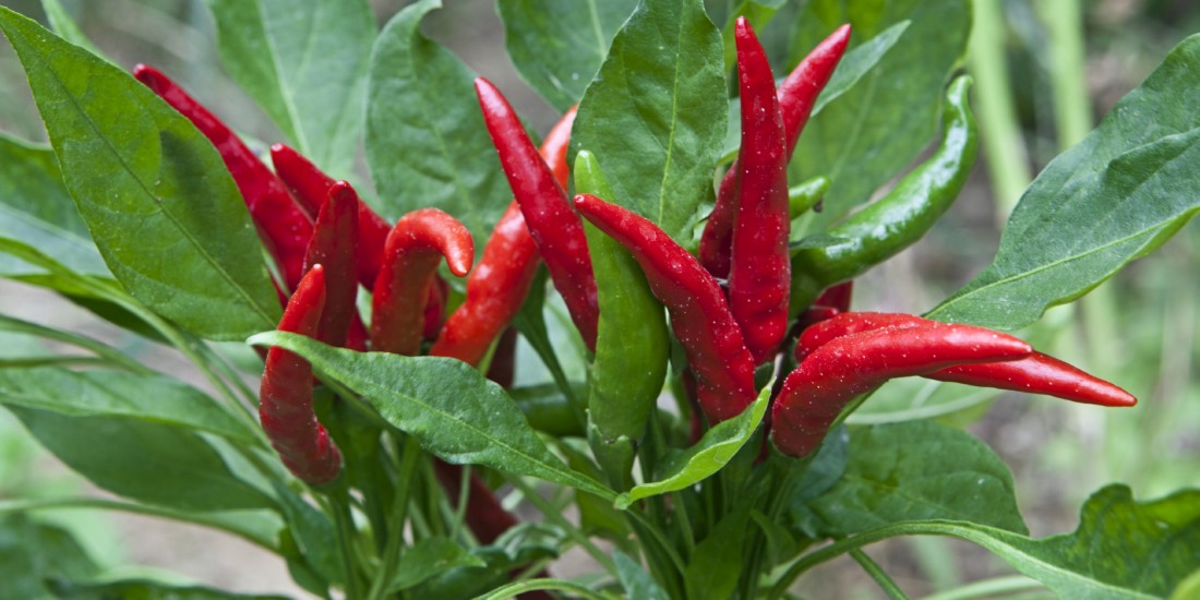 Vegetable Varieties - Eckerts Greenhouse - Peppers