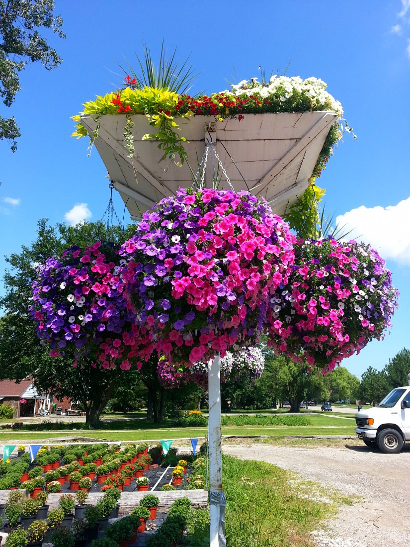 Garden Flowers: Annuals, Perennials - Sterling Heights, MI | Eckert's Greenhouse - parking_lot_post